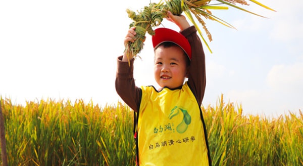 【白馬湖清心研學(xué)】風(fēng)吹稻浪，秋收正好~白馬湖秋收大作戰(zhàn)研學(xué)活動(dòng)精彩回顧